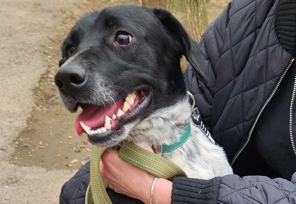 Кобель, 1.5 года, Терри метис курцхаара