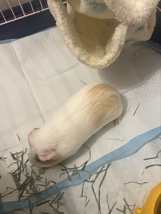 Swinki morskie samiczki