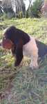 Basset hound puros