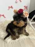 Cavapoo piesek czarno-podpalany 3 msce