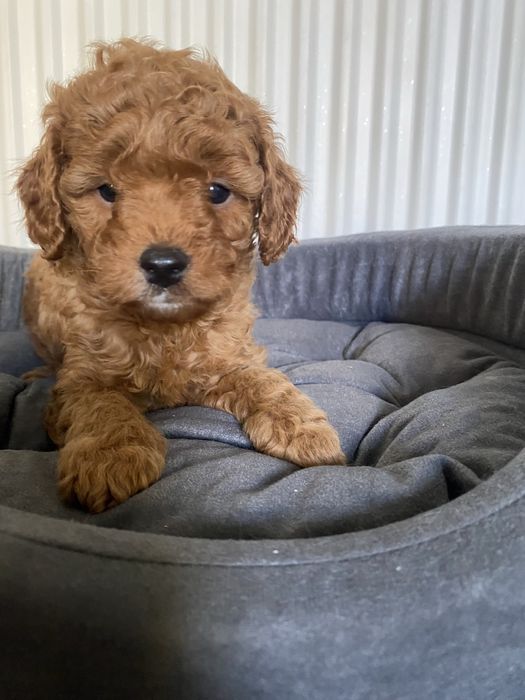 Cavapoo F1B Ari Cavapoo&Pudel miniaturowy