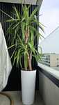 Vaso decorativo 57cm altura + Planta Yucca