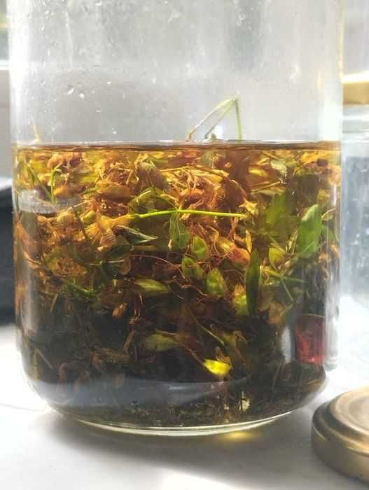 Maść z żywokostu na stawy, kości, bóle