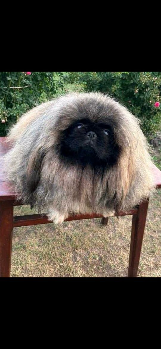 Pequines epagneul, magnificos