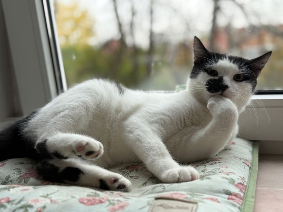 Котик в добрі руки