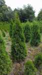 Thuja Smaragd /Tuja Szmaragd 130-140 cm PRODUCENT