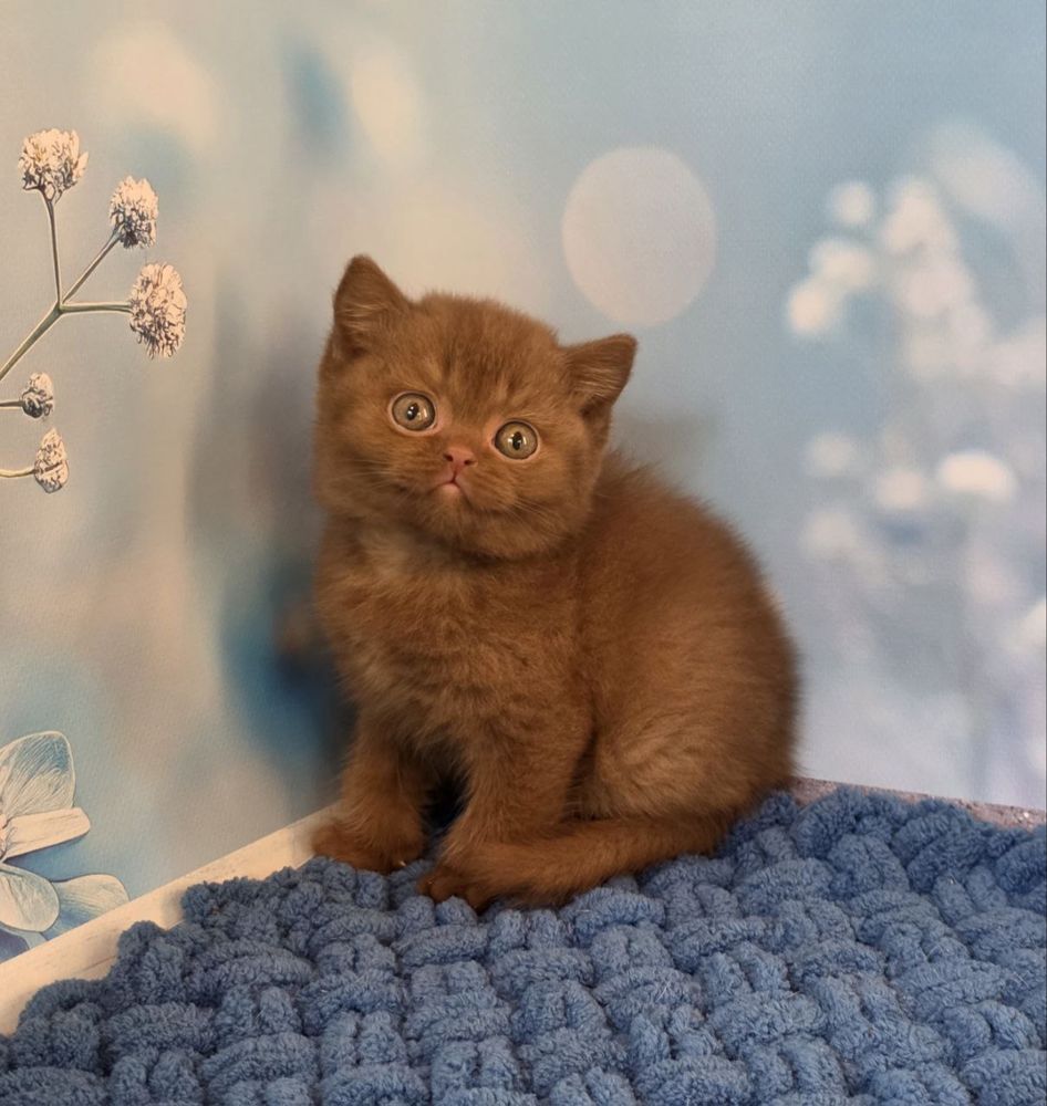 Котик мальчик британський цинамон
