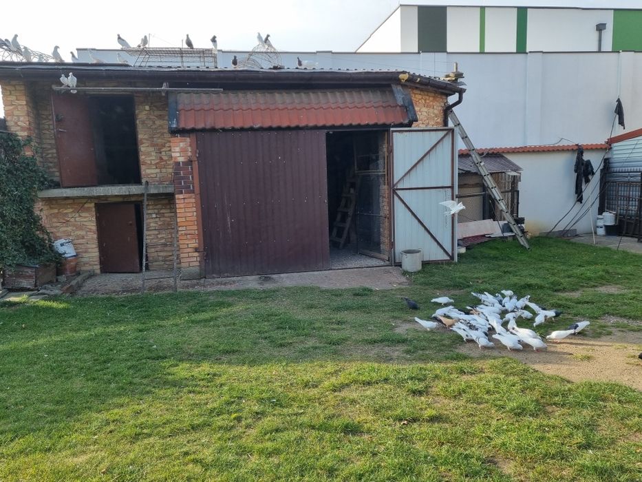 GOŁEBIE DO sprzedania