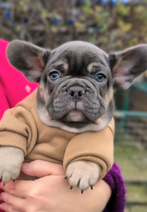 Французьке  ведмежатко