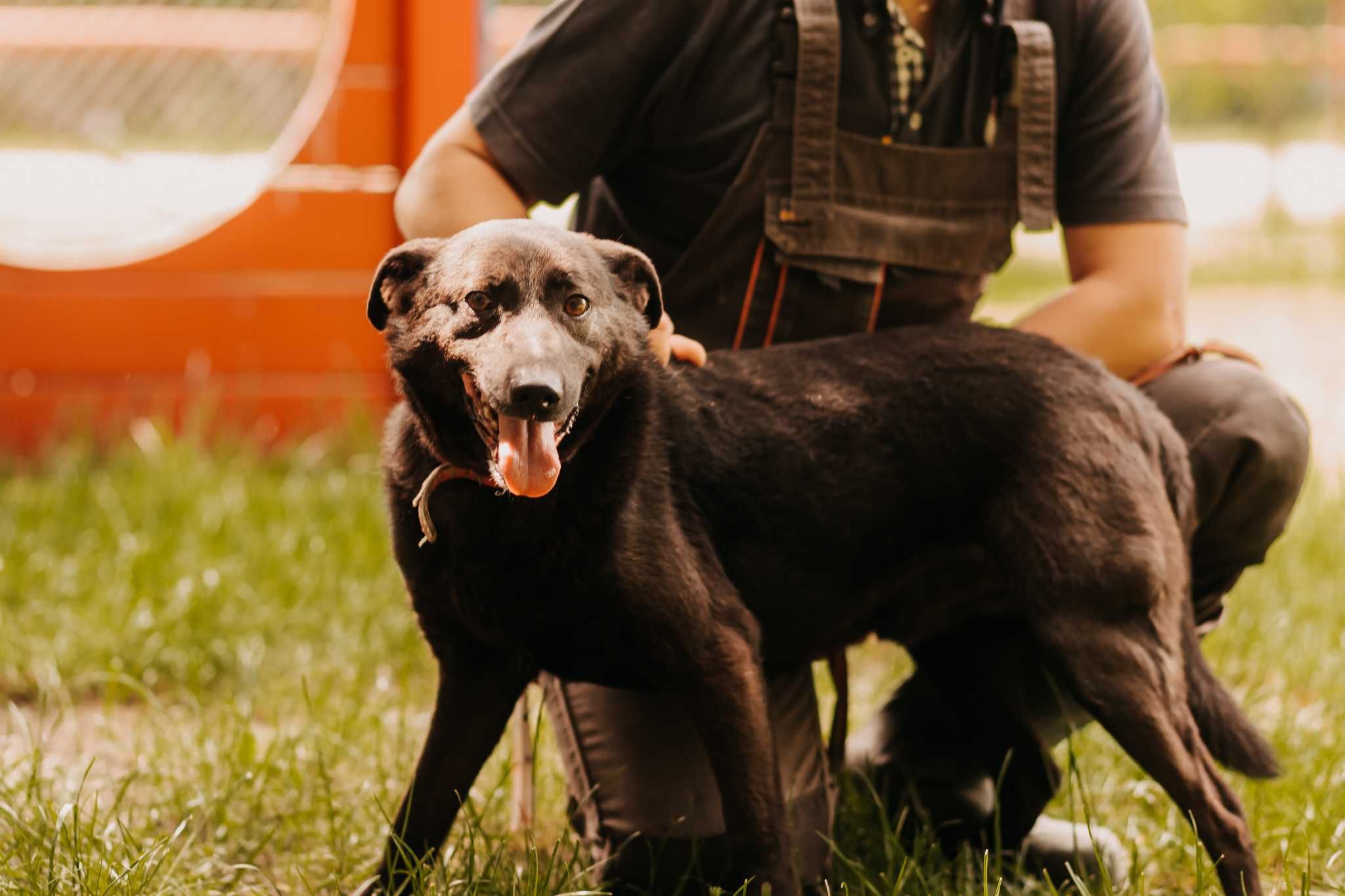 8-letni Pakuś poleca się do adopcji