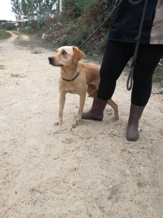 Cadela Porte Médio (18kg) Para Adoção (Palhacinha)