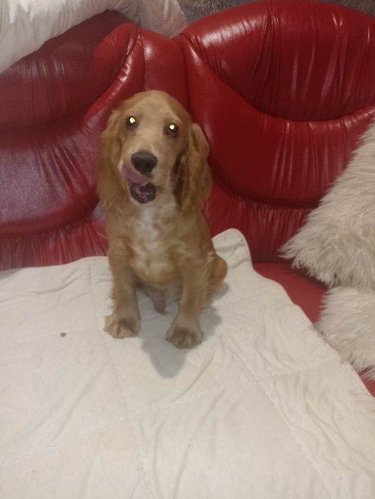 Цуценята англійських кокер спаніелів