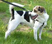 Bobi - pies do adopcji!