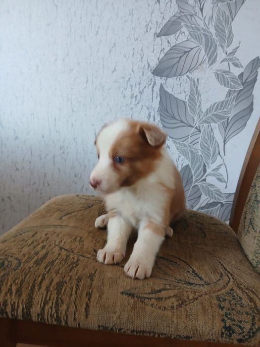 Szczeniak borde collie