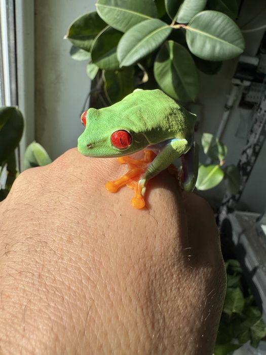 Chwytnica czerwonooka Agalychnis callidryas