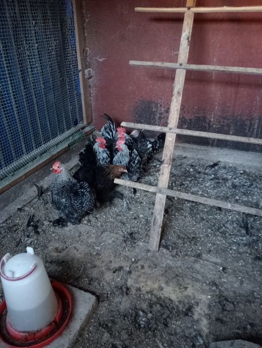 Pary młode kur Kochina i chabo