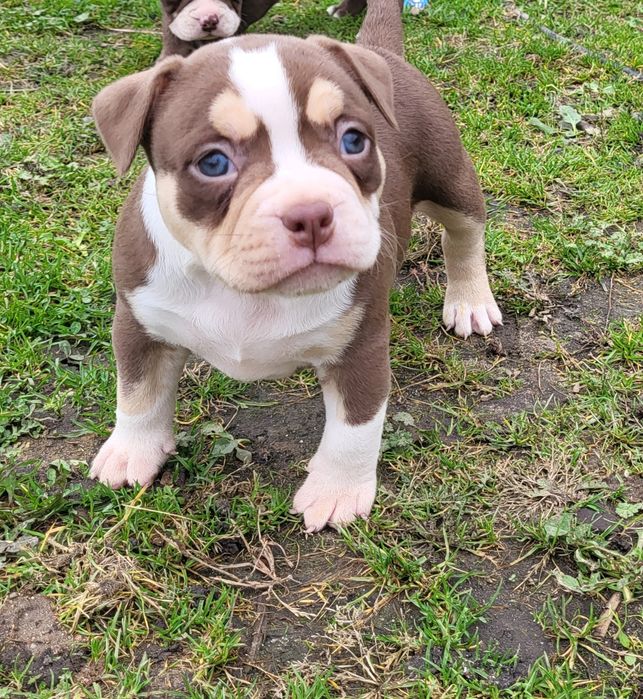 American bully  pocket