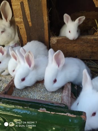 Продам кролики різного віку. Породи : полтавське срібло та панон.