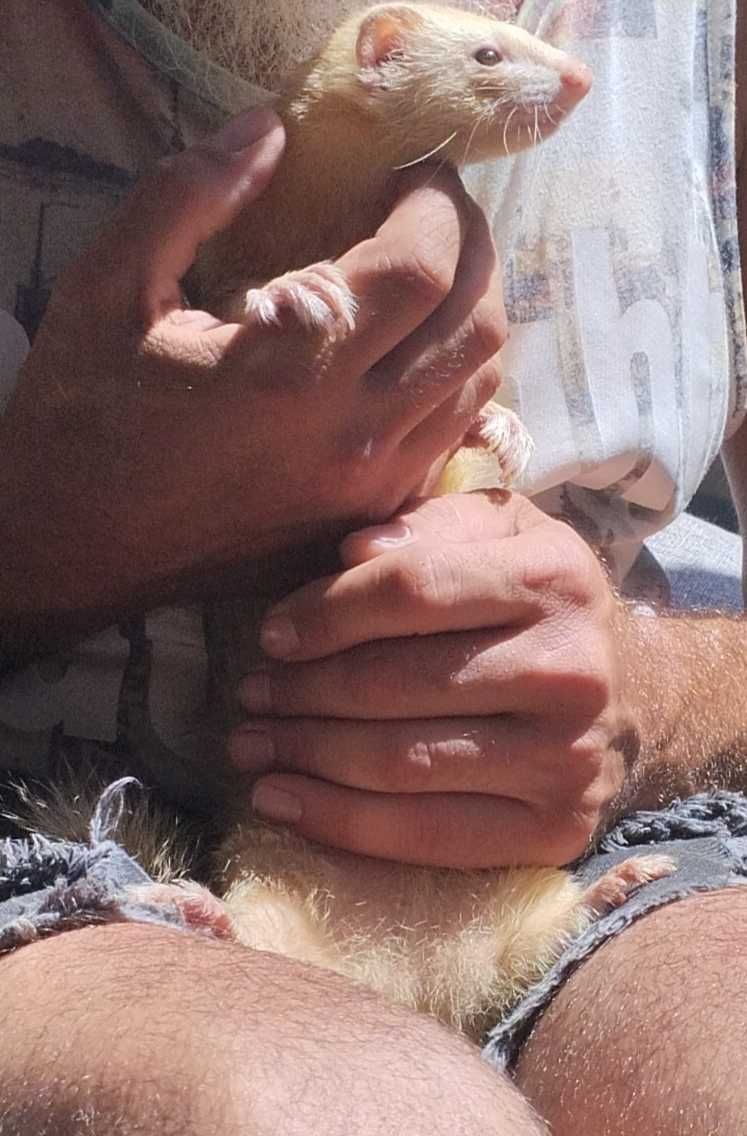Casal de furães meigos brincalhões