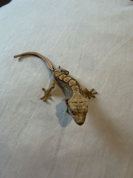 Gekony orzęsione – młode i dorosłe osobniki, różne ubarwienia