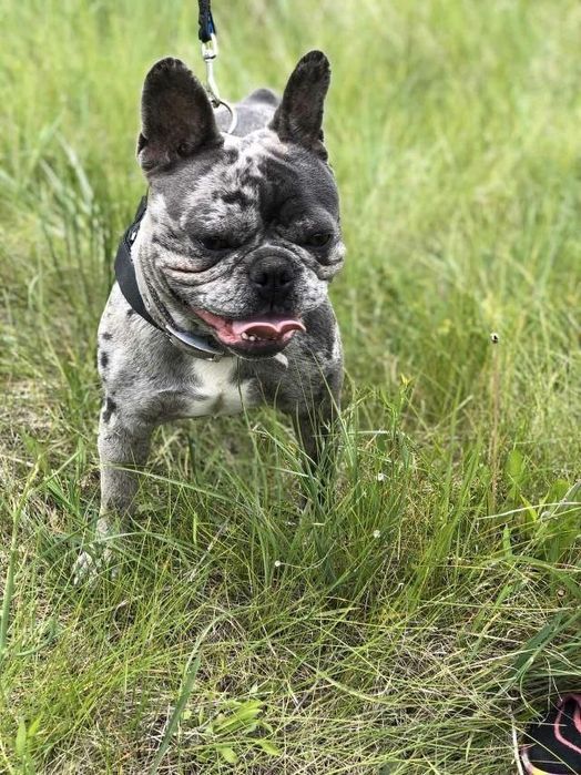 Щенки Французского бульдога.