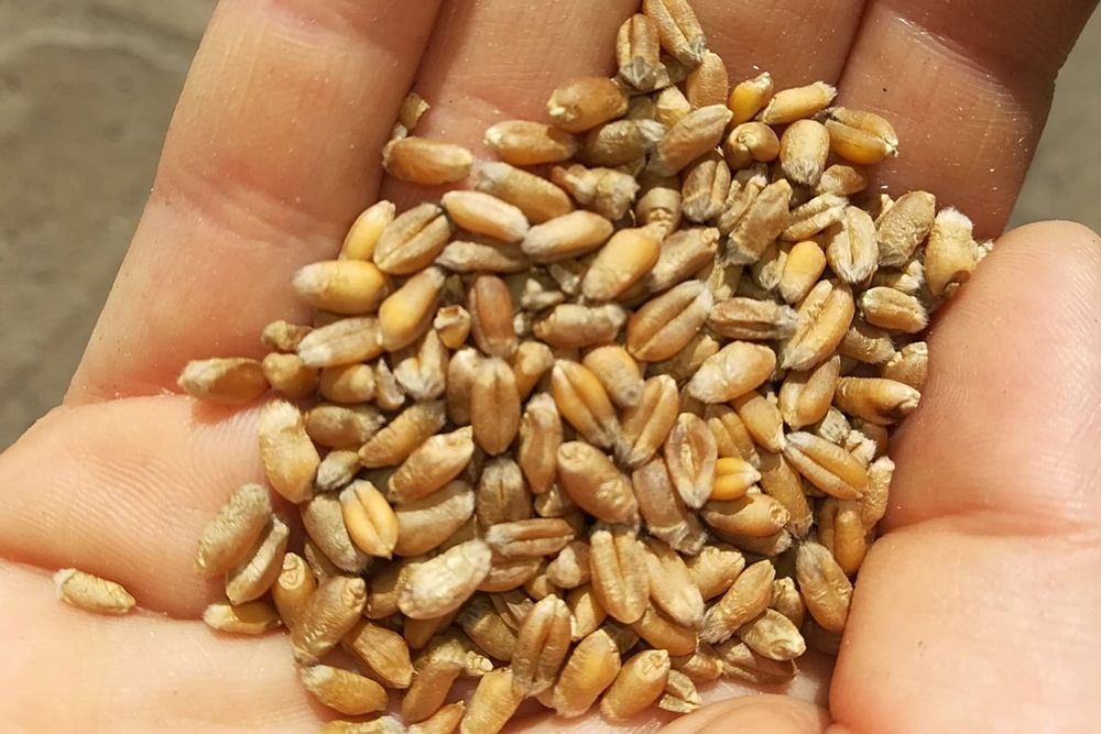 Pszenica jara - zbiór 2025 r.