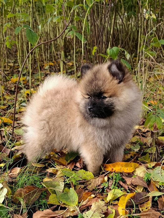 Szpic miniaturowy sunia