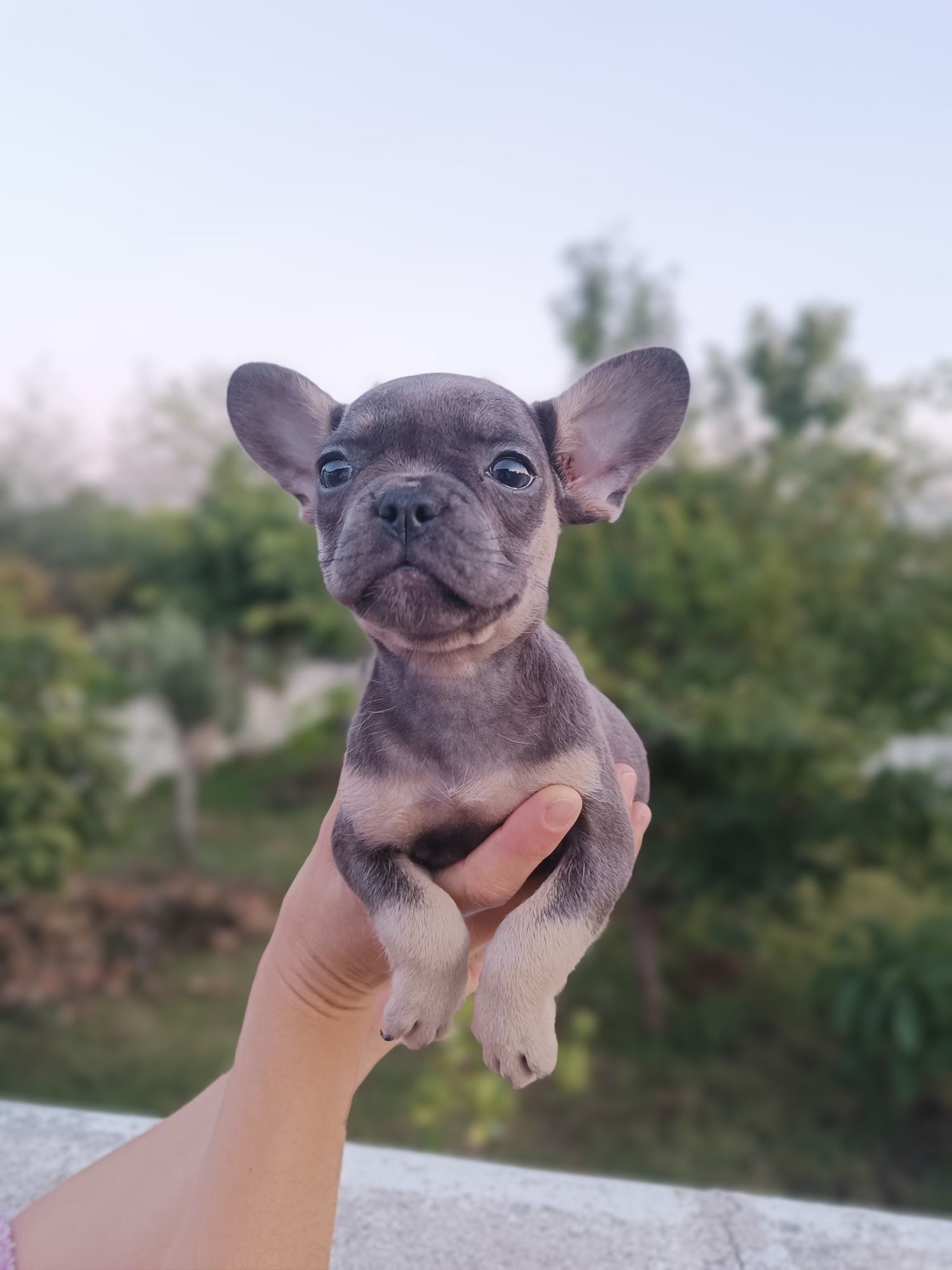 Bulldog francês exóticos