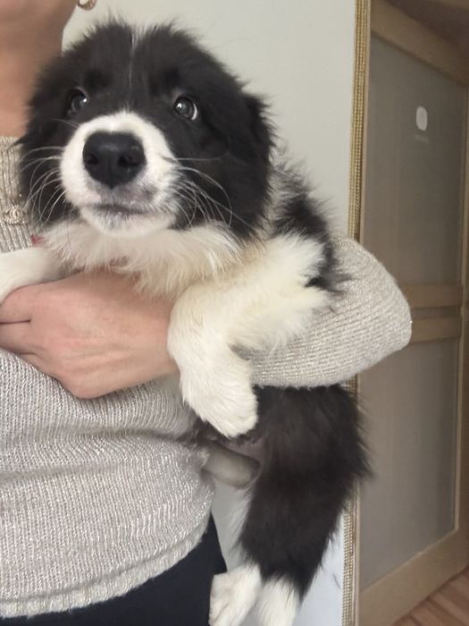 Border collie szczenię z rodowodem gotowy do odbioru