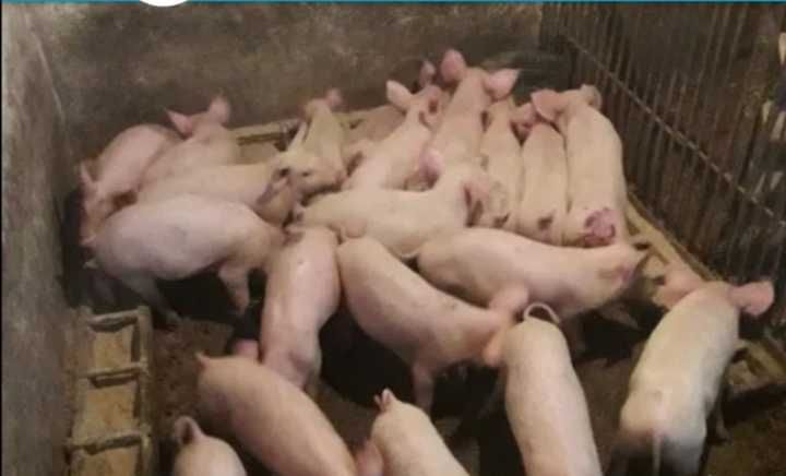 Поросята Свиня Свині