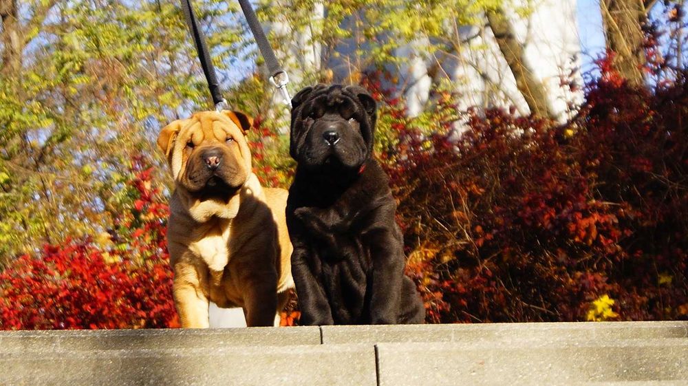 Eter,Cudny szczeniak Shar Pei. Rudy z rodowodem. Rodzice FCI IMPORTY