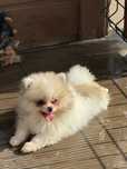 Spitz Alemão macho