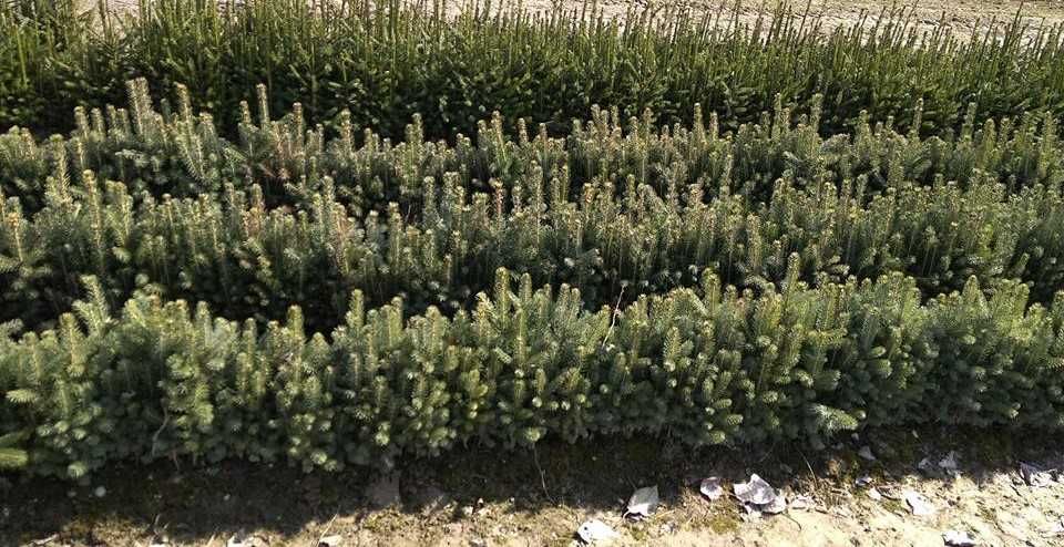 Sadzonki leśne: świerk, jodła, sosna,modrzew, buk, grab, brzoza, olcha