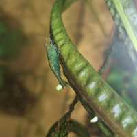 Camarão Neocaridina green