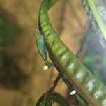 Camarão Neocaridina green