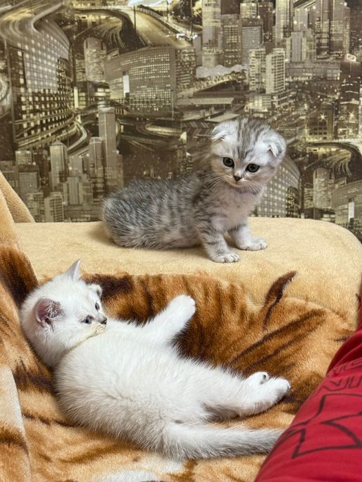 Шотландські кошенята