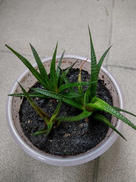 Haworthia limifolia 'Variegata' Haworsja
