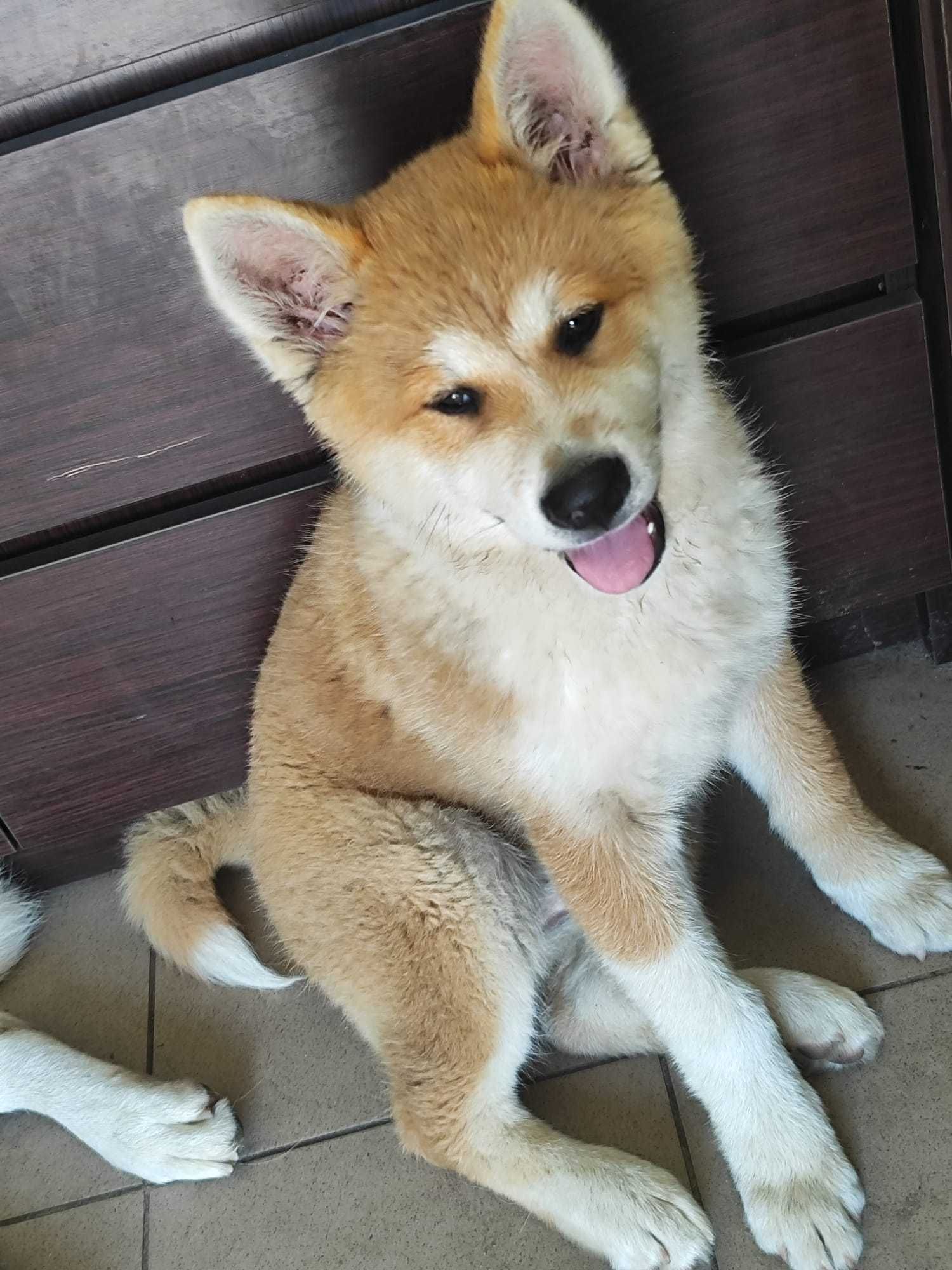 Akita Inu **Japońska** suka