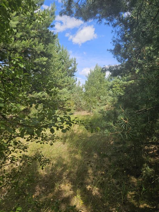 Продажа,обмен участка от 0.24Га с.Нежиловичи, застройка в лесу