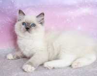 Блакитноокий котик з щепленням та гарними манерами. Порода Регдол