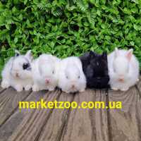 Шикарні міні кролики,виводок від 16.04.2024