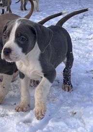 American Pitbull Terier