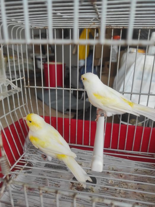 Casal de mosaicos amarelos