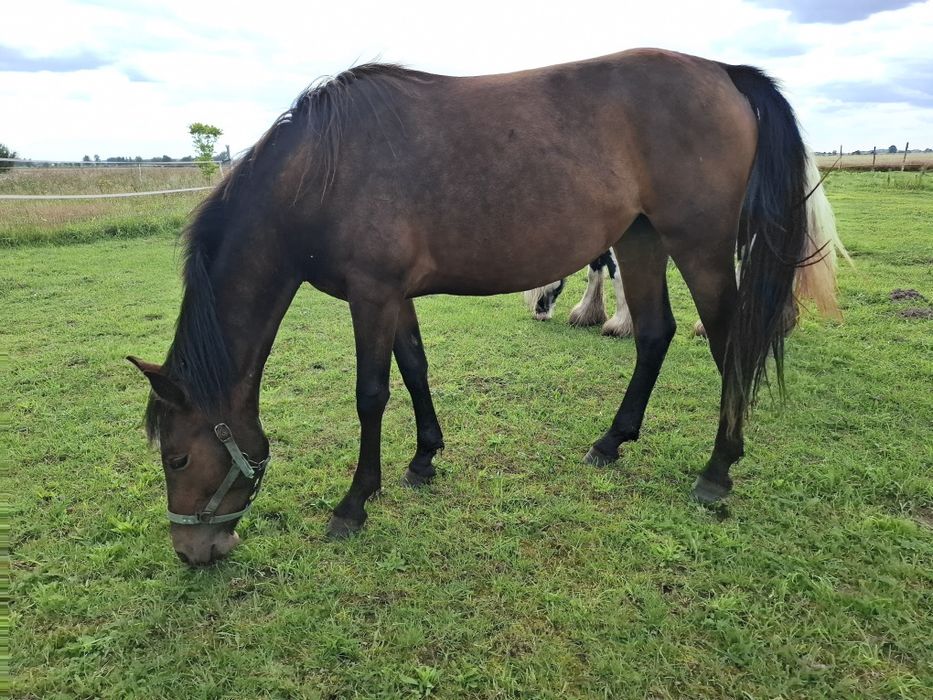 Sprzedam klacz tarantkę 10 lat i inne konie
