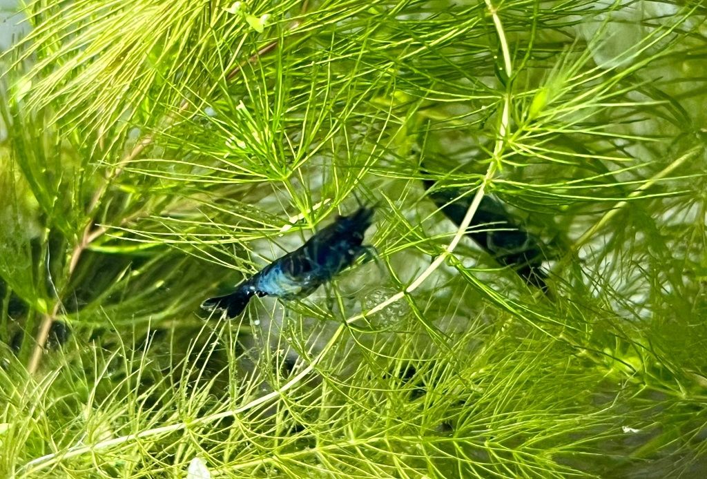 Krewetki Blue VELVET do Akwarium Pięknie Wybarwione