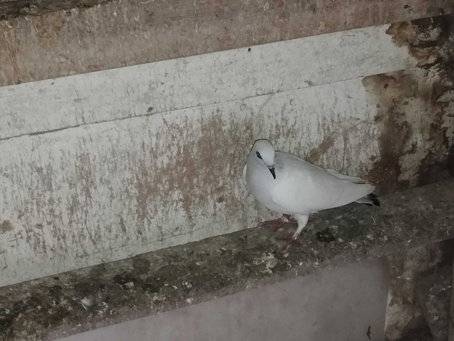 Sprzedam golebie z lotu