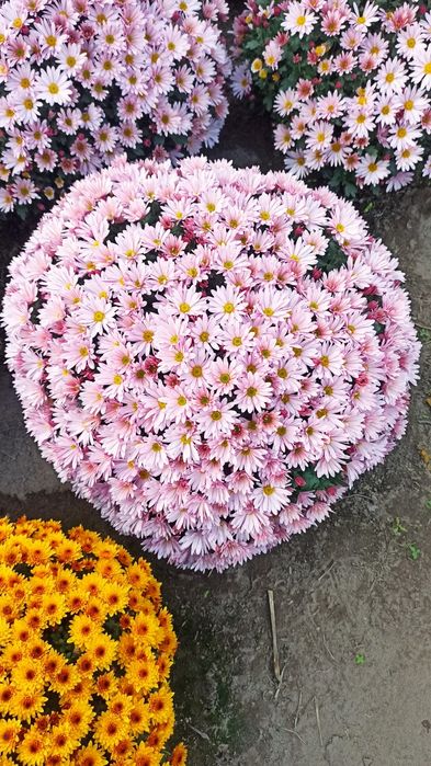 Sprzedam chryzantemy