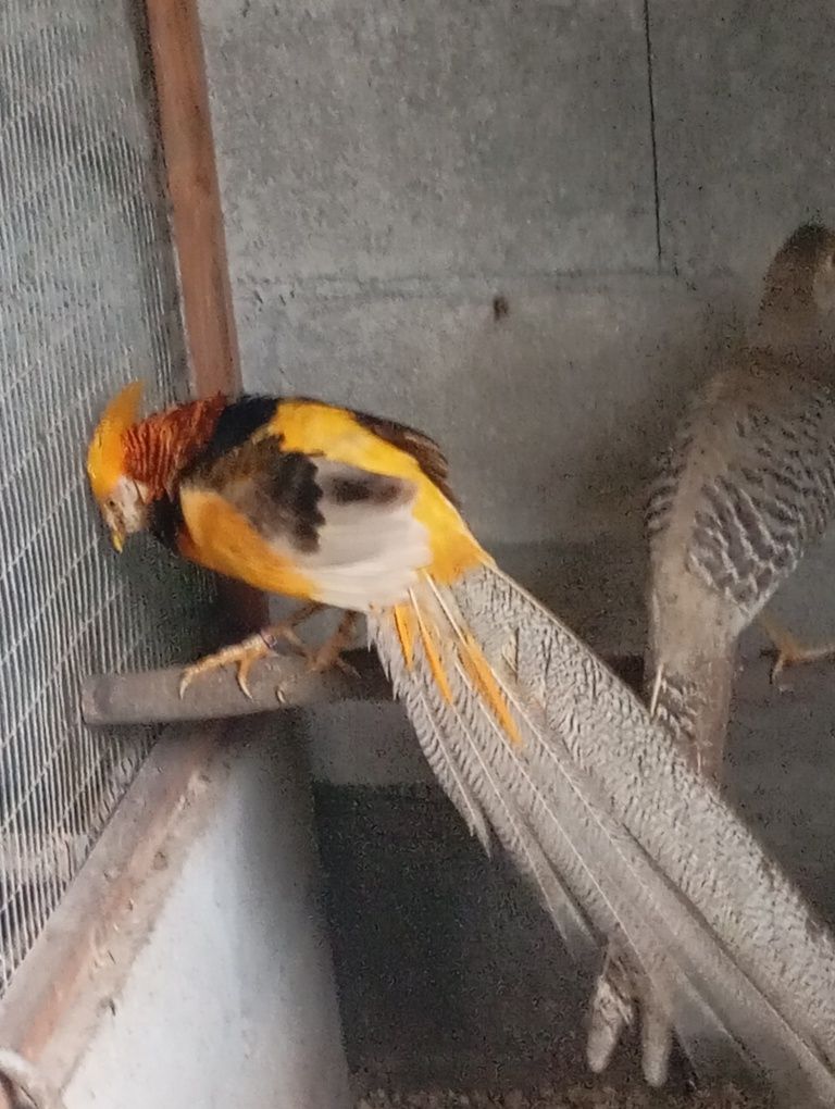 Casais ou trio de Faisões