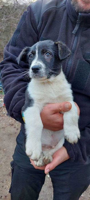 Самый лучший ДРУГ для вашего ребенка !!