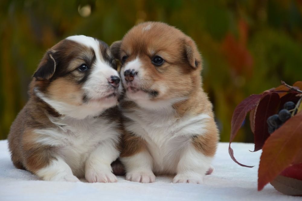 Вельш Коргі Пемброк